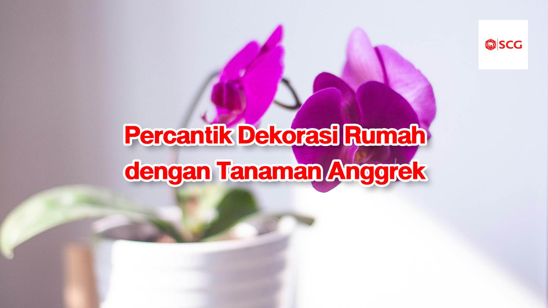 anggrek untuk dekorasi rumah