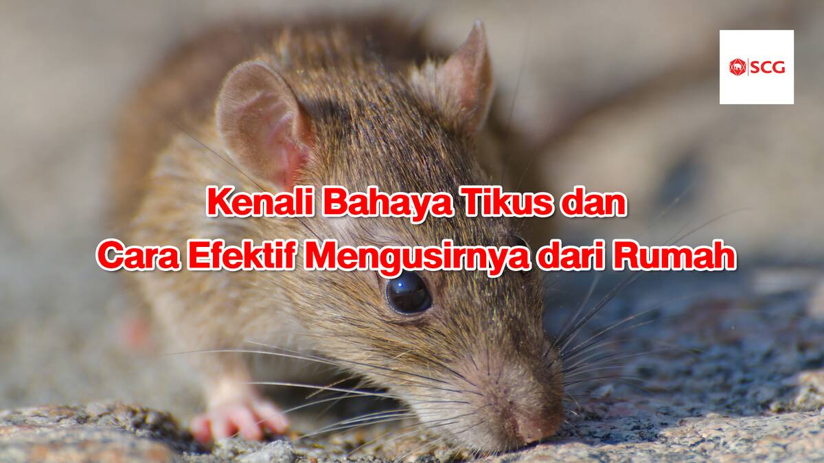 tikus di rumah